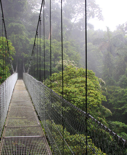 Rainforest Suspension Bridge