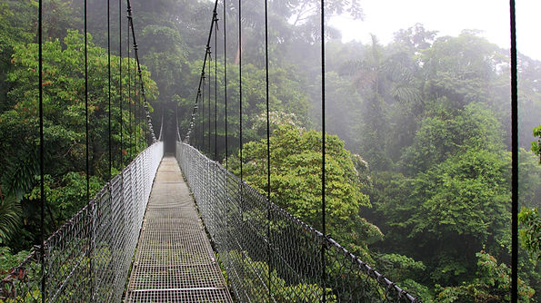 Regenwald-Hängebrücke