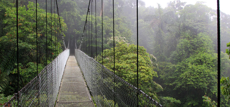 Rainforest Suspension Bridge