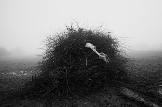 NICOLA DAVISON REED