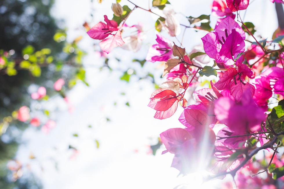 SPRING DAYS along Cheerio Road