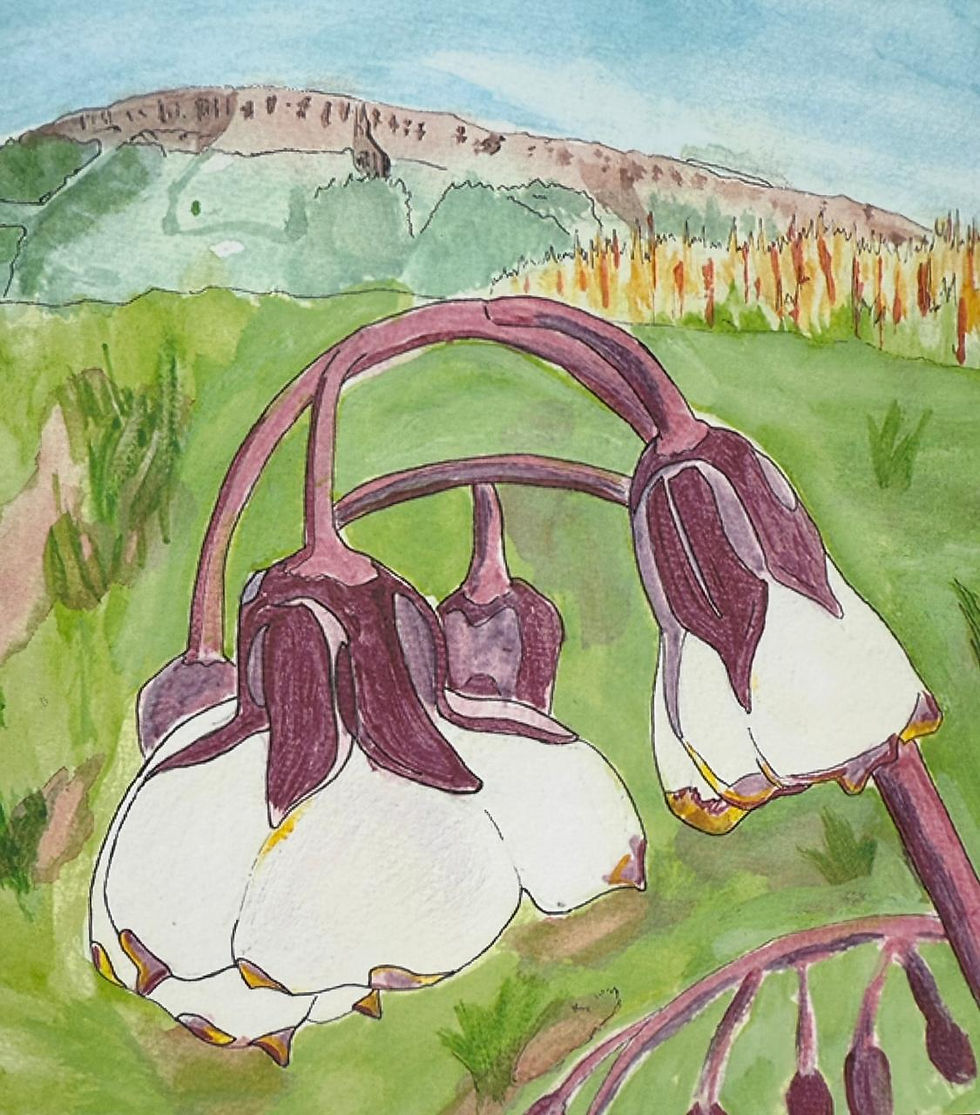       Following Flo Fay and Wybie On The Haenertsburg Grasslands