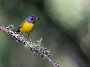 BIRDING THE LIMPOPO PROVINCE WITH DAVID LETSOALO ...... Special people, places and memories