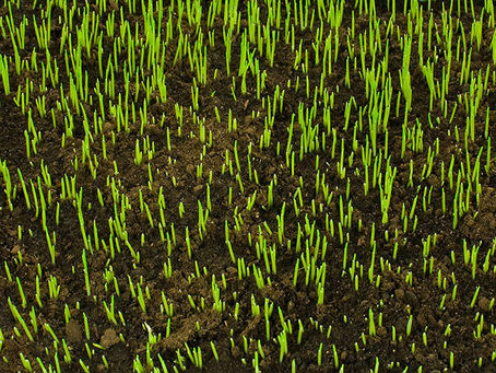 The best time to seed a lawn in Maryland