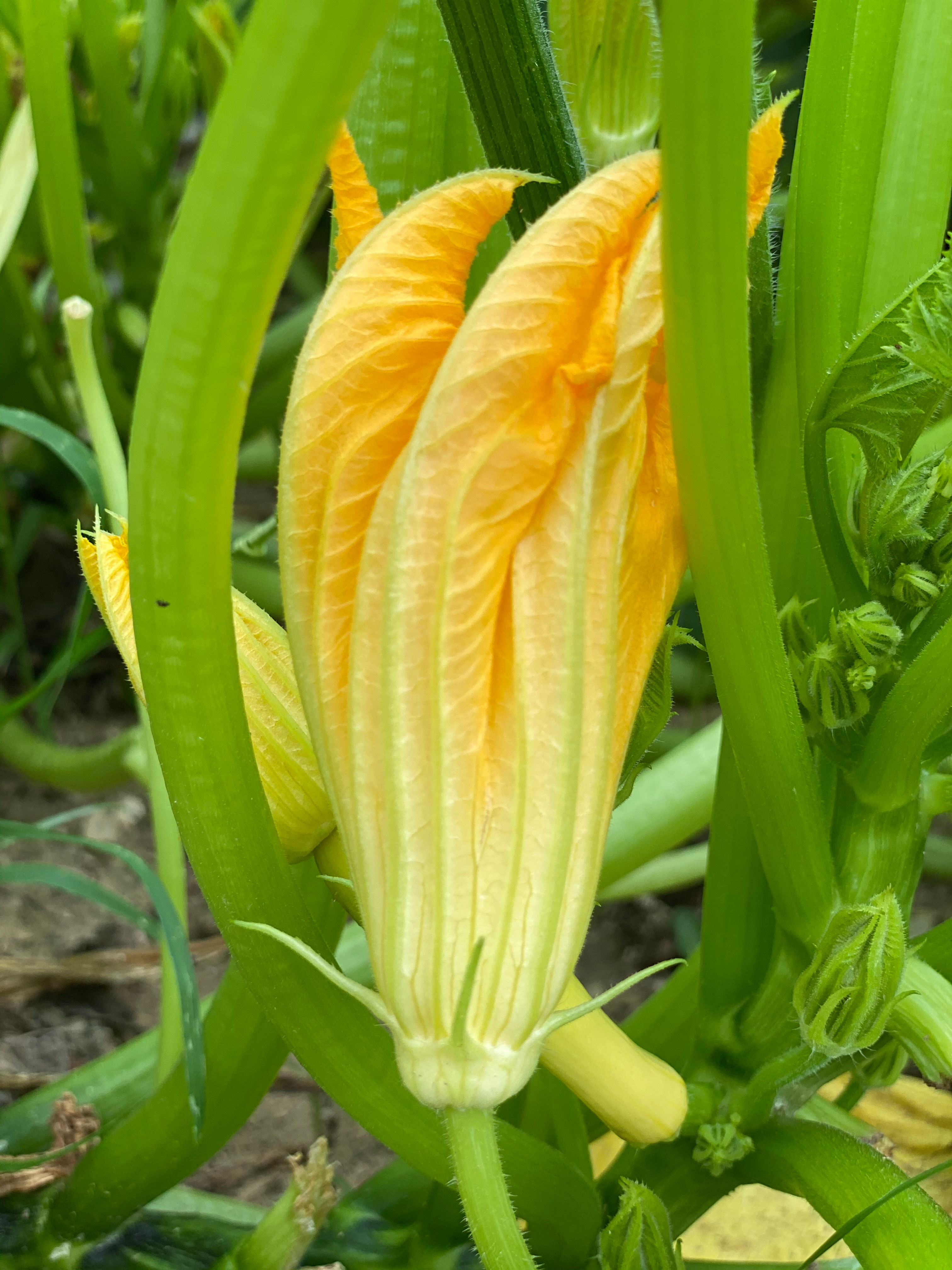 Squash Blossoms, 1/2 dozen