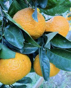 Satsumas