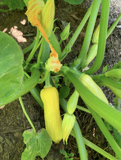 Yellow Crookneck Squash