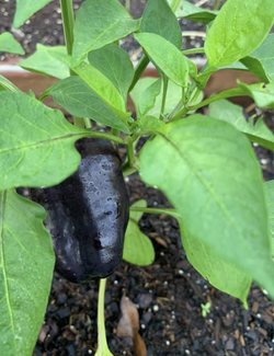 Purple Bell Pepper