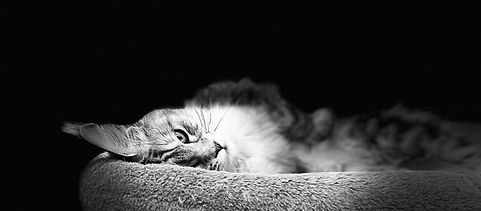 62afe582-2569-4b55-9a73-4c9b2721f465.jpeg