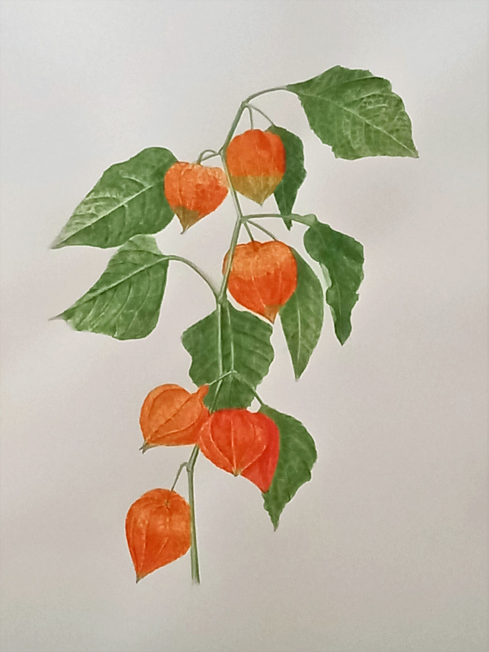 Yannick Simon 2015 Amour en cage 31 X 41 cm.