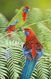 Male and female crimson rosellas on tree fern