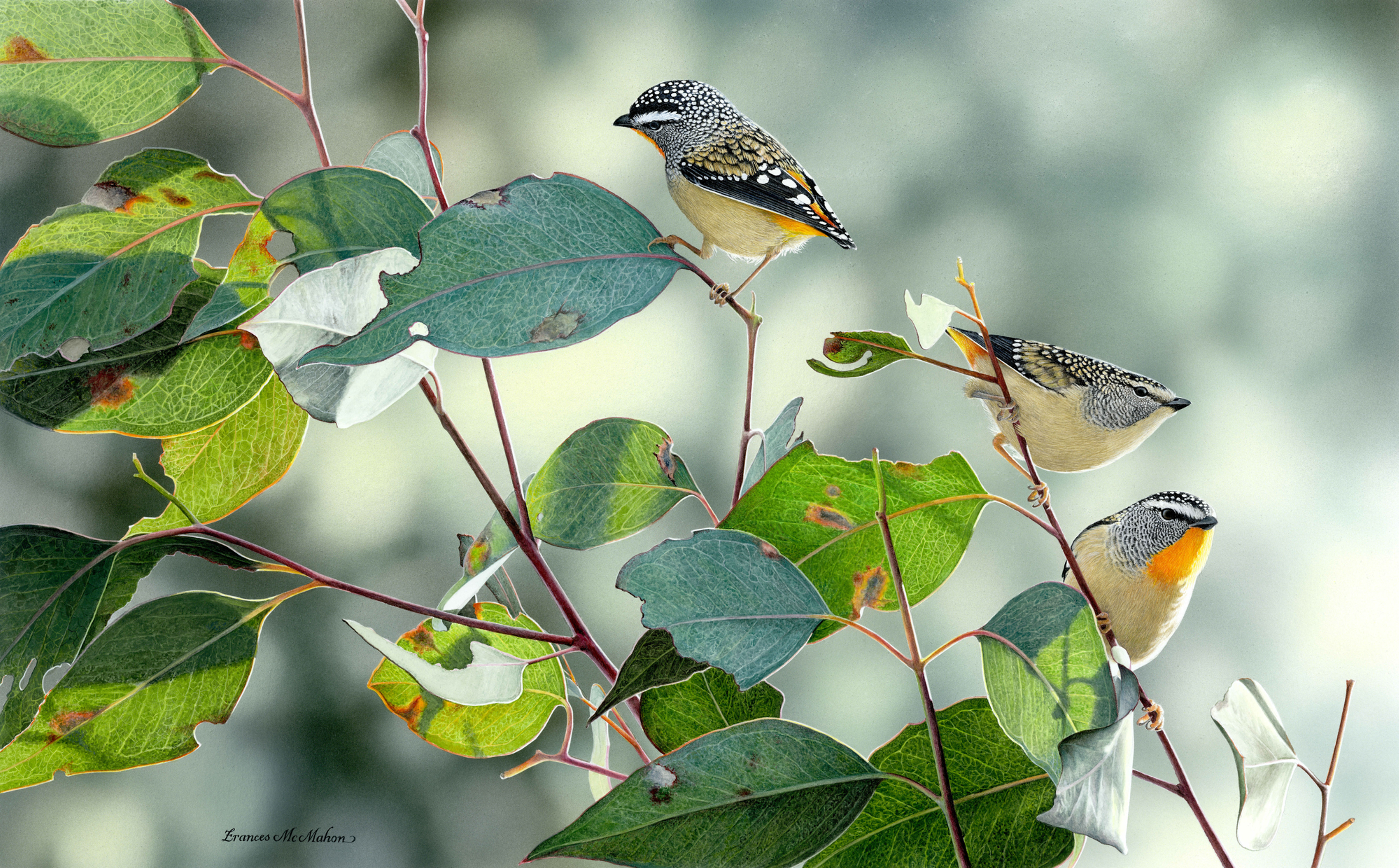 Spangled (Spotted Pardalotes) ~ Greeting Cards