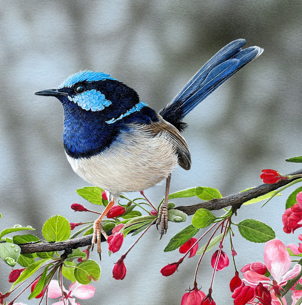 Thumbnail: Courtship (Superb Fairy-wrens) LIMITED EDITION OF 20