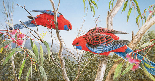 Crimson Rosellas (LOW res).jpg