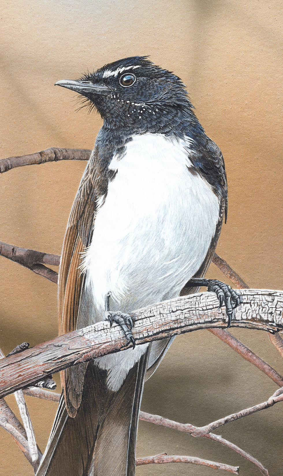 Thumbnail: High Alert (Willie Wagtail) LIMITED EDITION OF 40