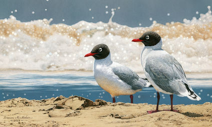 Two franklins gulls on a sunlit beach with crashing waves