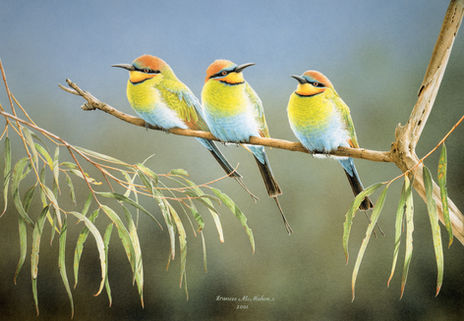 Three rainbow bee-eaters perched against a green background and gum leaves