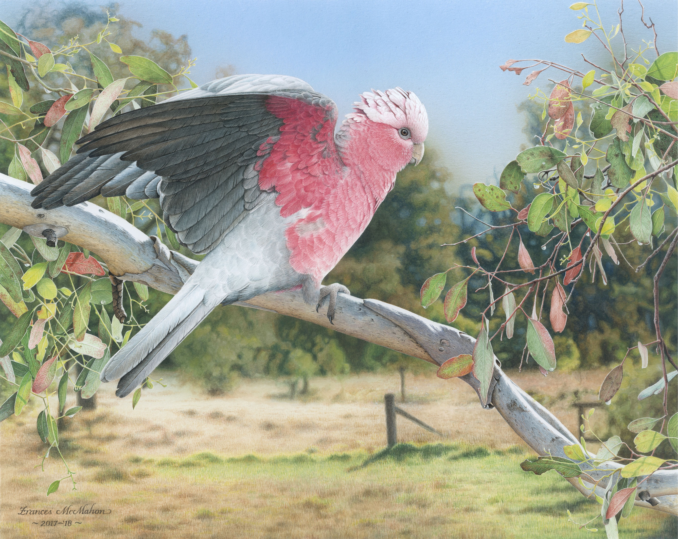 My Country (Galah) LIMITED EDITION OF 30