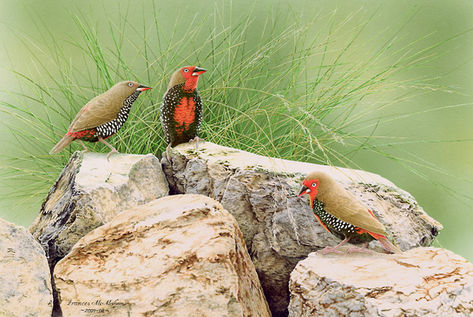 Three painted finches on rocks with spinifex background