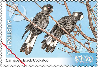 Carnaby's Black Cockatoo Watermarked STAMP.jpg