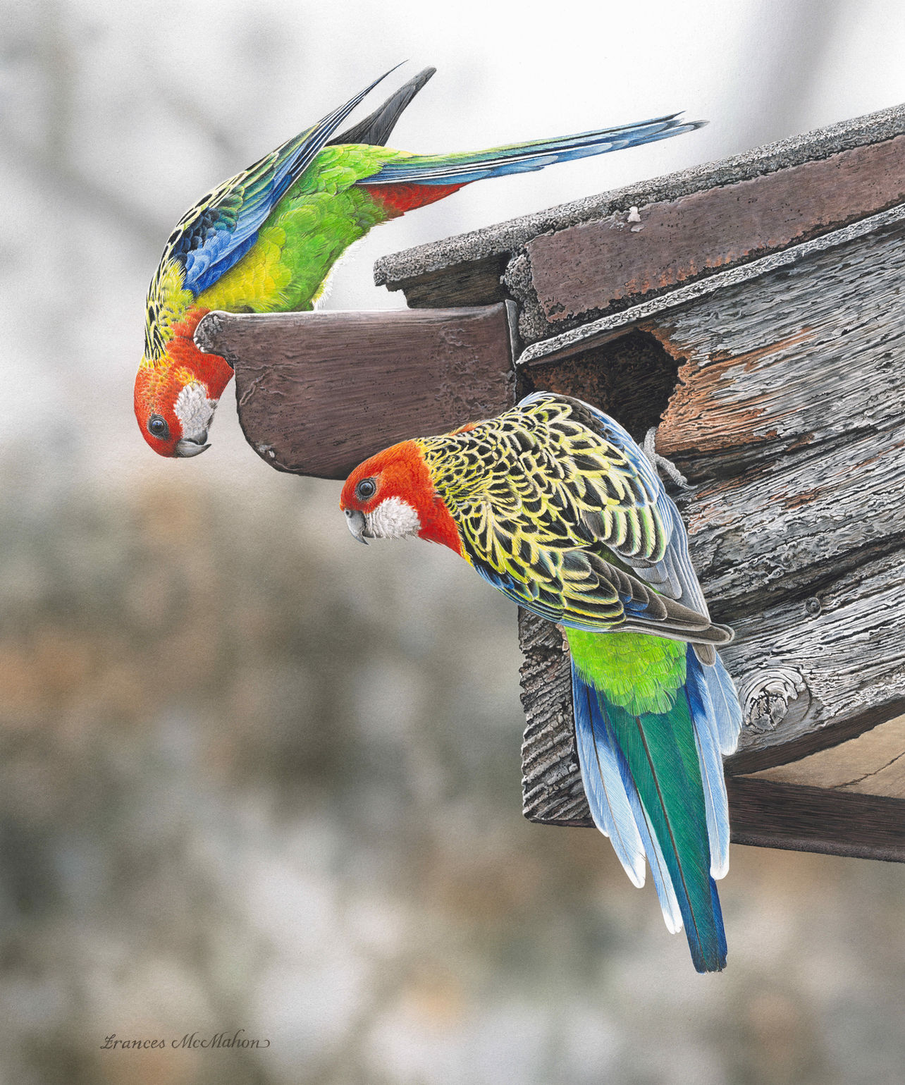 Two eastern rosellas perched on the gutters and eaves of a house