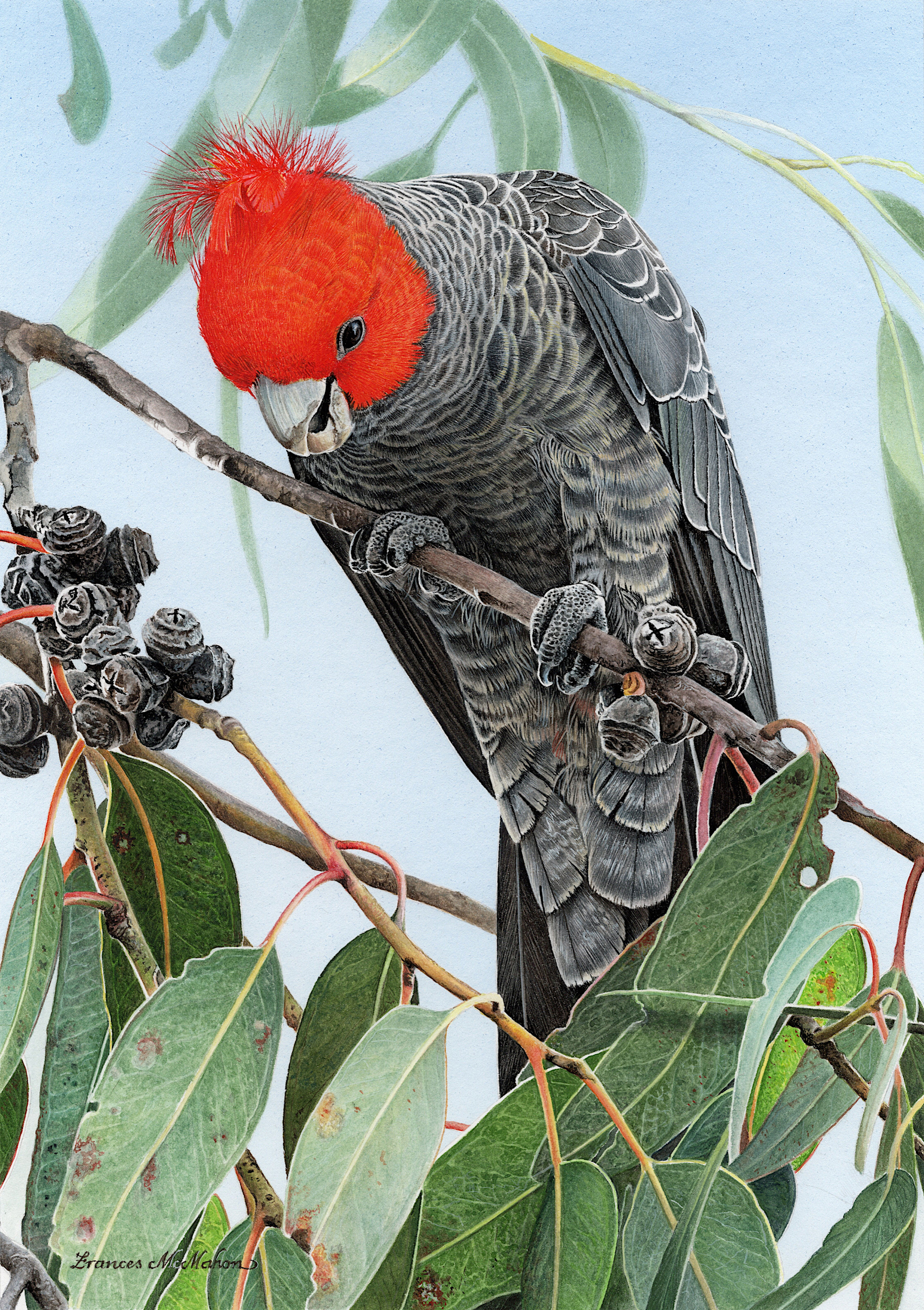 Bounty (Gang-gang Cockatoo) ~ Greeting Cards