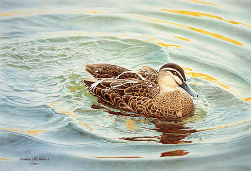 One black duck swimming and bathing. Reflections of water