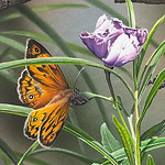 Wrens Detail 1.jpg
