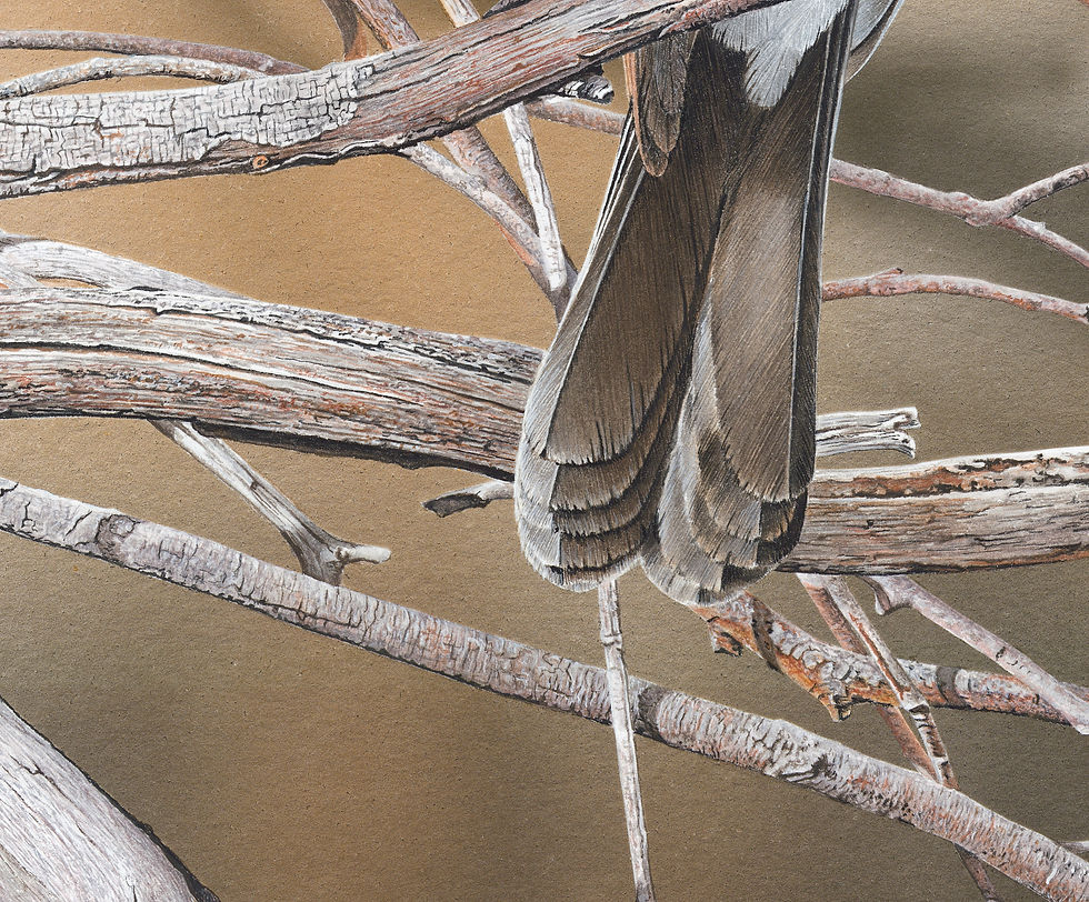 Thumbnail: High Alert (Willie Wagtail) LIMITED EDITION OF 40