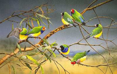 Seven gouldian finches on gum branch with landscape packground watercolour