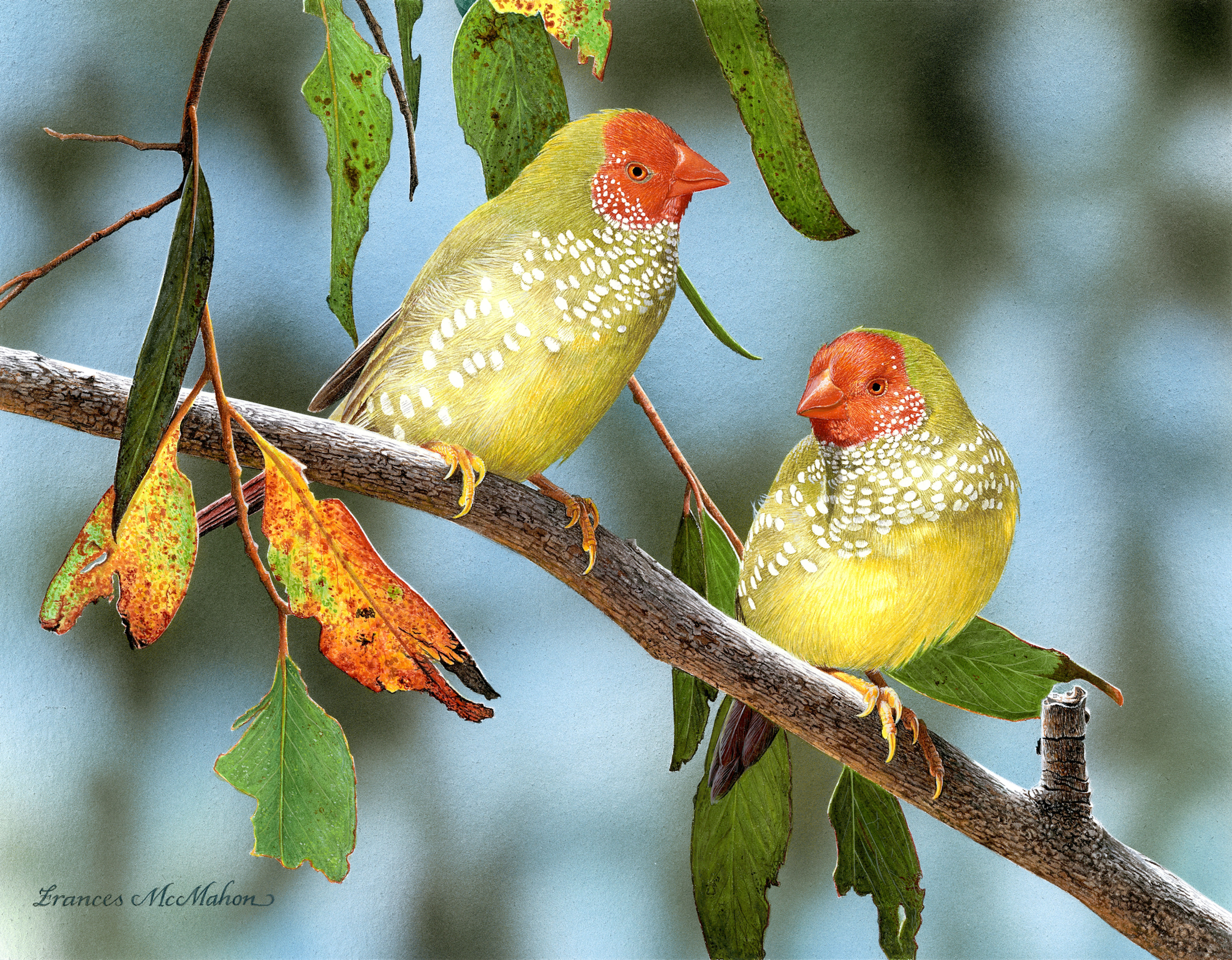 Twins (Star Finches) LIMITED EDITION OF 20