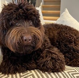 Nor Mollys Enya Mezzo