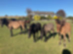 2025 Mares and foals