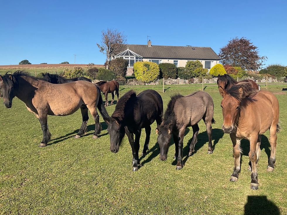 2025 Mares and foals