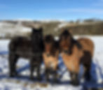 Moss-side young stock