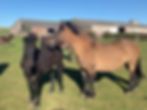 Moss-side Una and her foal Moss-side Iseabale
