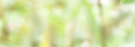 Unscharfe Wiese als Dekoration