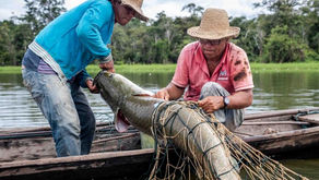 Tecnologia permite rastrear pesca sustentável do pirarucu no Amazonas