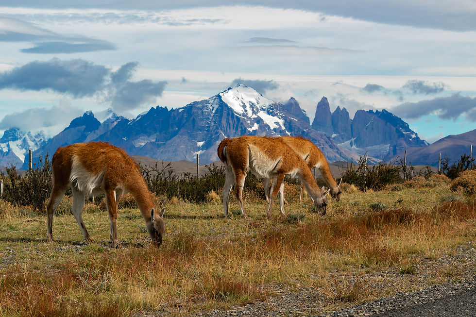 The Singular Excursions Fauna 1.jpg