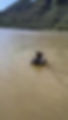 Thumbnail: GOWI BAIT SPREADER