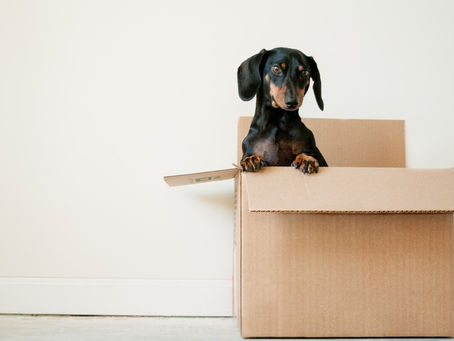 Why You Should Hire a Professional Organizer for Your Move Down South (Part One)
