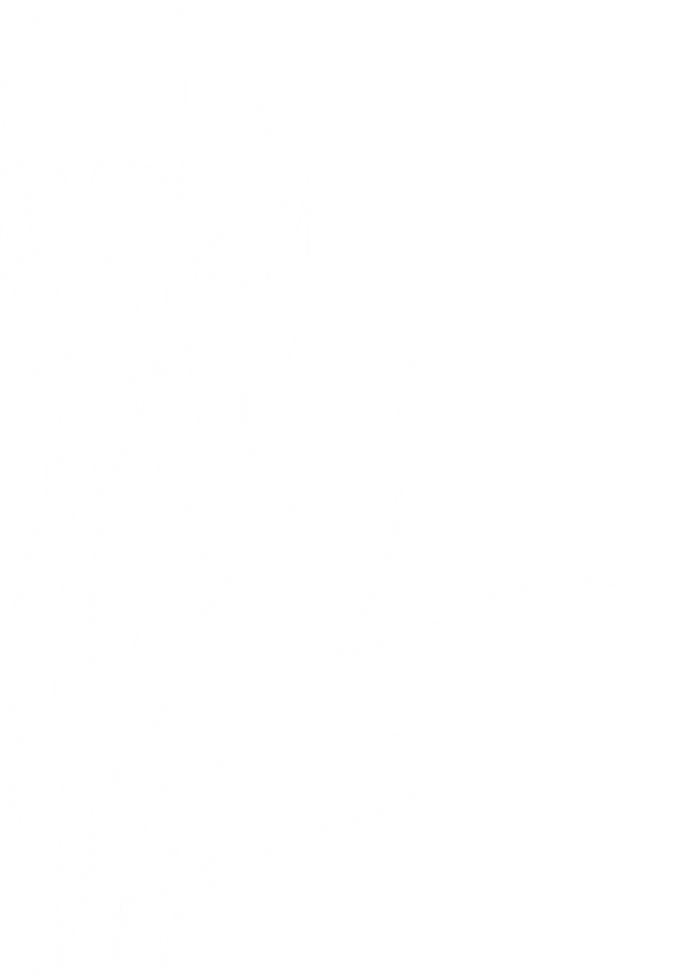 Indigo Interior Design protea flower graphic
