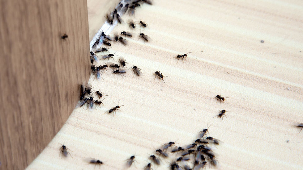 A nts on the ground in a house being treated by John Elder Pest Control
