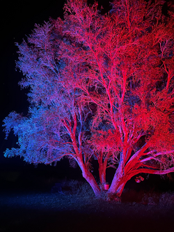 Crofton Productions // Yamba Weddings