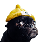 Derp. Instagram (_toshi_edited.png