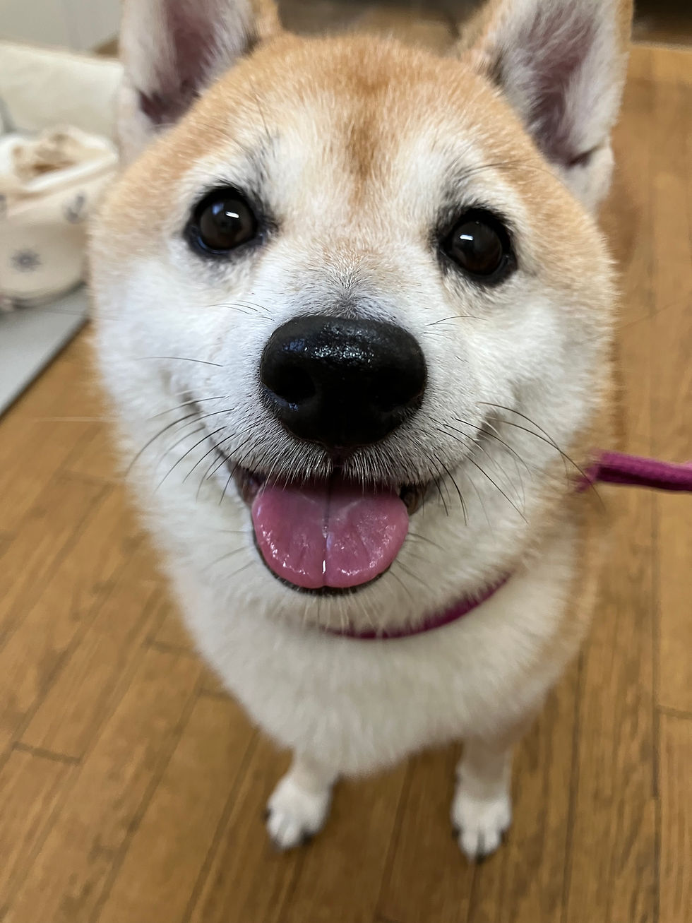 💕豆柴のももちゃん💕