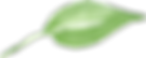 fresh green leaf.png