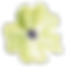 White Poppy 1.png