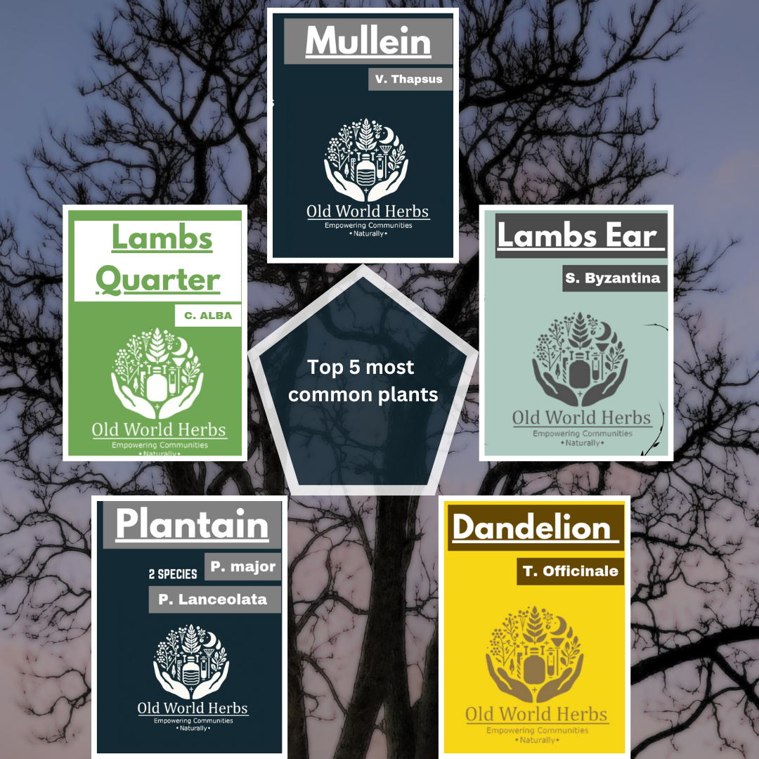 Digital Zine Pack: Top 5 Common Plants – Traditional Uses & ID Guide