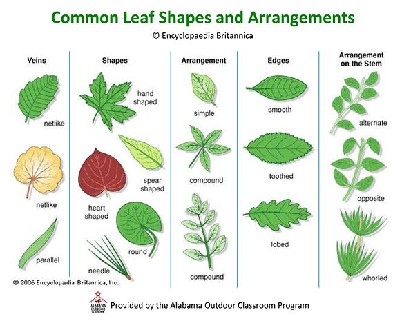 Common_Leaf_Shapes_and_Arrangements_Chart.jpg
